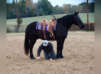 caballo de tiro Mestizo, Caballo castrado, 7 años, 155 cm, Negro