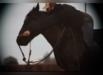 caballo de tiro Mestizo, Caballo castrado, 7 años, 155 cm, Negro