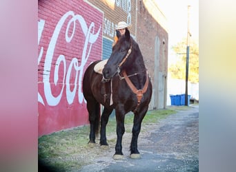 caballo de tiro Mestizo, Caballo castrado, 7 años, 155 cm, Negro