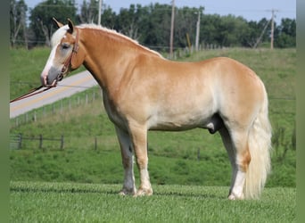 caballo de tiro, Caballo castrado, 7 años, 155 cm, Palomino