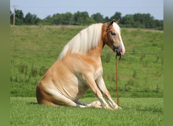 caballo de tiro, Caballo castrado, 7 años, 155 cm, Palomino