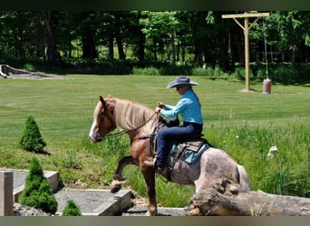 caballo de tiro, Caballo castrado, 7 años, 157 cm, Alazán rojizo