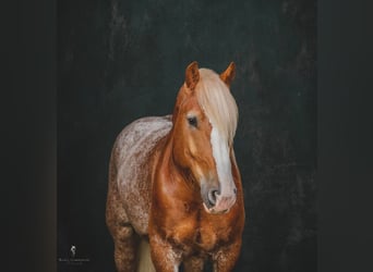 caballo de tiro, Caballo castrado, 7 años, 157 cm, Alazán rojizo