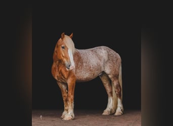 caballo de tiro, Caballo castrado, 7 años, 157 cm, Alazán rojizo