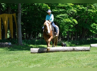 caballo de tiro, Caballo castrado, 7 años, 157 cm, Alazán rojizo