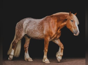 caballo de tiro, Caballo castrado, 7 años, 157 cm, Alazán rojizo