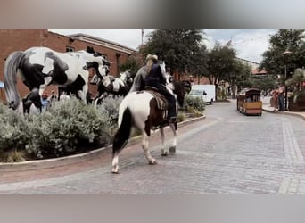 caballo de tiro Mestizo, Caballo castrado, 7 años, 157 cm, Castaño rojizo