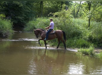 caballo de tiro, Caballo castrado, 7 años, 157 cm, Castaño rojizo