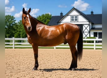 caballo de tiro, Caballo castrado, 7 años, 157 cm, Castaño rojizo