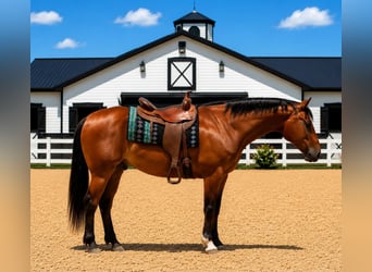 caballo de tiro, Caballo castrado, 7 años, 157 cm, Castaño rojizo