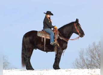 caballo de tiro Mestizo, Caballo castrado, 7 años, 157 cm, Negro