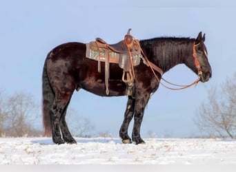 caballo de tiro Mestizo, Caballo castrado, 7 años, 157 cm, Negro