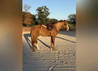 caballo de tiro Mestizo, Caballo castrado, 7 años, 157 cm, Red Dun/Cervuno