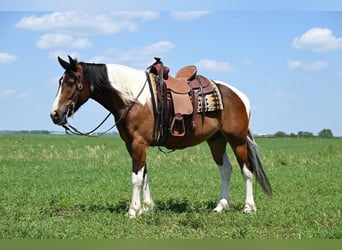 caballo de tiro, Caballo castrado, 7 años, 157 cm, Tobiano-todas las-capas