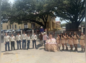 caballo de tiro Mestizo, Caballo castrado, 7 años, 157 cm, Tobiano-todas las-capas