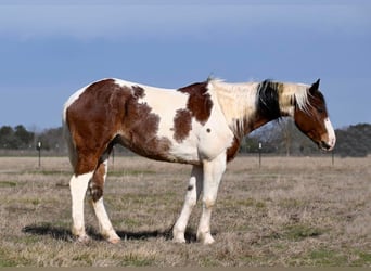 caballo de tiro, Caballo castrado, 7 años, 157 cm, Tobiano-todas las-capas