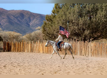 caballo de tiro Mestizo, Caballo castrado, 7 años, 157 cm, Tordo