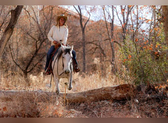 caballo de tiro Mestizo, Caballo castrado, 7 años, 157 cm, Tordo