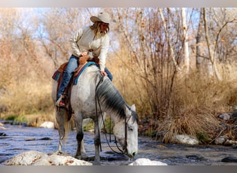 caballo de tiro Mestizo, Caballo castrado, 7 años, 157 cm, Tordo