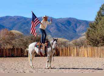 caballo de tiro Mestizo, Caballo castrado, 7 años, 157 cm, Tordo