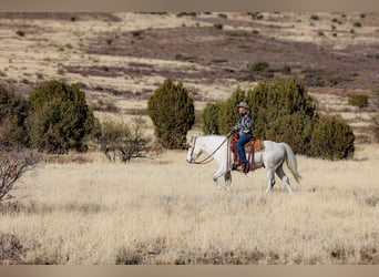 caballo de tiro Mestizo, Caballo castrado, 7 años, 157 cm, Tordo