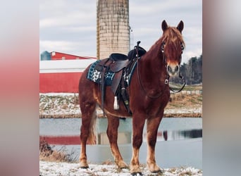 caballo de tiro, Caballo castrado, 7 años, 160 cm, Alazán rojizo