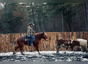 caballo de tiro, Caballo castrado, 7 años, 160 cm, Alazán rojizo