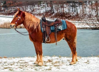 caballo de tiro, Caballo castrado, 7 años, 160 cm, Alazán rojizo