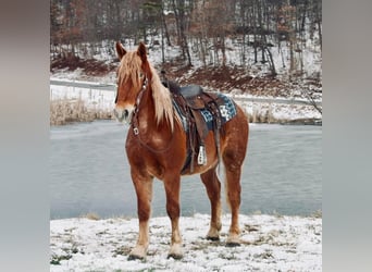 caballo de tiro, Caballo castrado, 7 años, 160 cm, Alazán rojizo