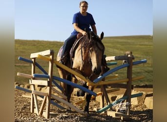 caballo de tiro Mestizo, Caballo castrado, 7 años, 160 cm, Buckskin/Bayo