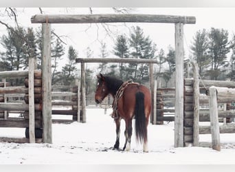 caballo de tiro, Caballo castrado, 7 años, 160 cm, Castaño rojizo