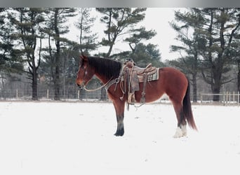 caballo de tiro, Caballo castrado, 7 años, 160 cm, Castaño rojizo