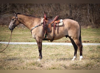 caballo de tiro, Caballo castrado, 7 años, 160 cm, Grullo