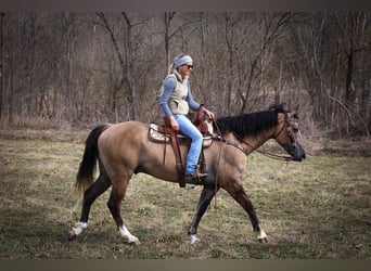 caballo de tiro, Caballo castrado, 7 años, 160 cm, Grullo