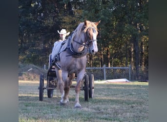 caballo de tiro Mestizo, Caballo castrado, 7 años, 160 cm, Ruano alazán