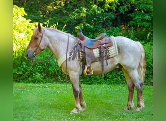 caballo de tiro, Caballo castrado, 7 años, 160 cm, Ruano alazán