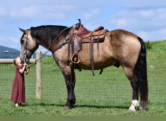 caballo de tiro Mestizo, Caballo castrado, 7 años, 163 cm, Buckskin/Bayo