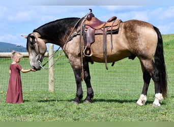 caballo de tiro Mestizo, Caballo castrado, 7 años, 163 cm, Buckskin/Bayo