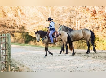 caballo de tiro, Caballo castrado, 7 años, 163 cm, Buckskin/Bayo