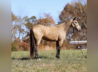 caballo de tiro, Caballo castrado, 7 años, 163 cm, Buckskin/Bayo