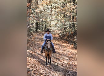 caballo de tiro, Caballo castrado, 7 años, 163 cm, Buckskin/Bayo