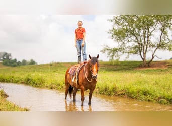 caballo de tiro Mestizo, Caballo castrado, 7 años, 163 cm, Castaño rojizo