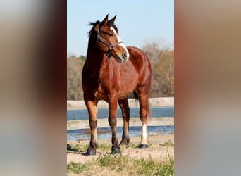 caballo de tiro Mestizo, Caballo castrado, 7 años, 163 cm, Castaño rojizo