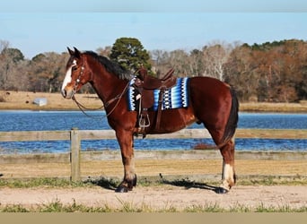 caballo de tiro Mestizo, Caballo castrado, 7 años, 163 cm, Castaño rojizo