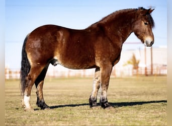 caballo de tiro Mestizo, Caballo castrado, 7 años, 163 cm, Castaño-ruano