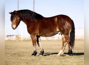 caballo de tiro Mestizo, Caballo castrado, 7 años, 163 cm, Castaño-ruano