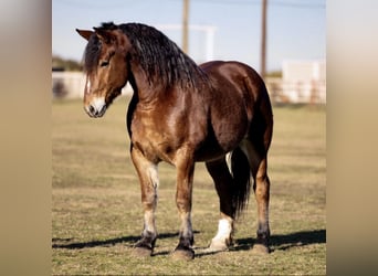 caballo de tiro Mestizo, Caballo castrado, 7 años, 163 cm, Castaño-ruano