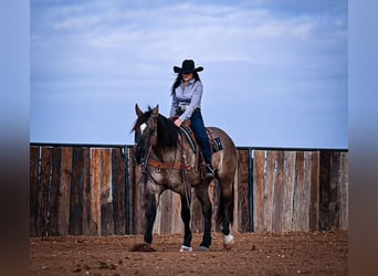 caballo de tiro Mestizo, Caballo castrado, 7 años, 163 cm, Grullo