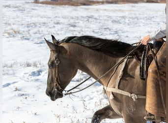 caballo de tiro Mestizo, Caballo castrado, 7 años, 163 cm, Grullo