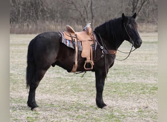 caballo de tiro, Caballo castrado, 7 años, 163 cm, Negro
